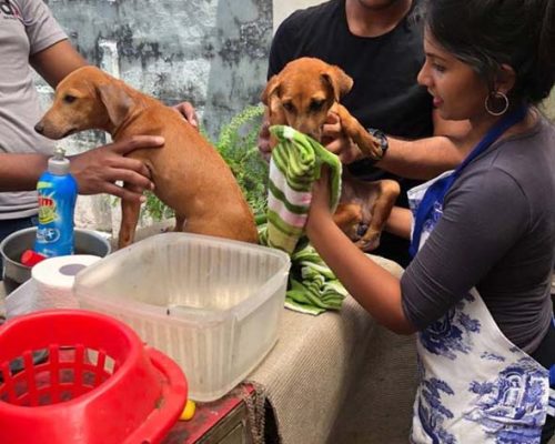 Roteract sept 2018 washing Woofy etc Roteract sept 2018 washing Woofy etc